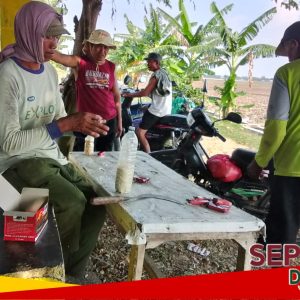 Gopyokan Tikus di Desa Jatilor, Petani Semangat Berantas Hama di Hari Tani Nasional