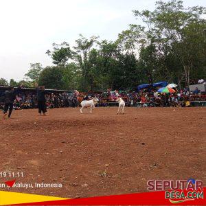 Ketua Formades Cianjur Hadiri Giat Seni Budaya Ketangkasan Domba Garut di Sukamulya