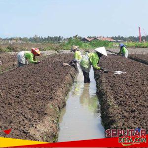 Masa Tanam Bawang Merah Dimulai di Desa Pulutan, Penawangan