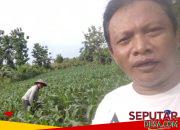 Budidaya Jagung BISI 18 di Desa Made Jadi Contoh Dukungan Petani Terhadap Ketahanan Pangan Nasional