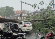 Pohon Besar Roboh di Perempatan Celep, Dua Mobil Rusak