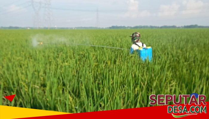 Kades Ali Mustain Dorong Ketahanan Pangan Desa Jeketro Melalui Budidaya Padi