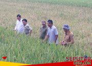 Program Oplah Dongkrak Panen hingga Tiga Kali di Kecamatan Kesamben