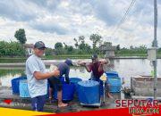 Pemuda Desa Tulungagung Kembangkan Budidaya Ikan Skala Besar, Perkuat Ketahanan Pangan
