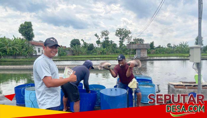 Pemuda Desa Tulungagung Kembangkan Budidaya Ikan Skala Besar, Perkuat Ketahanan Pangan