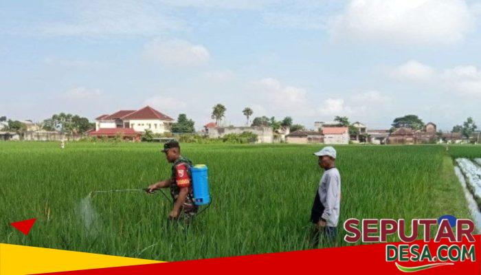 Antisipasi Serangan Ulat dan Belalang, Serda Andri Dampingi Petani Semprot Hama