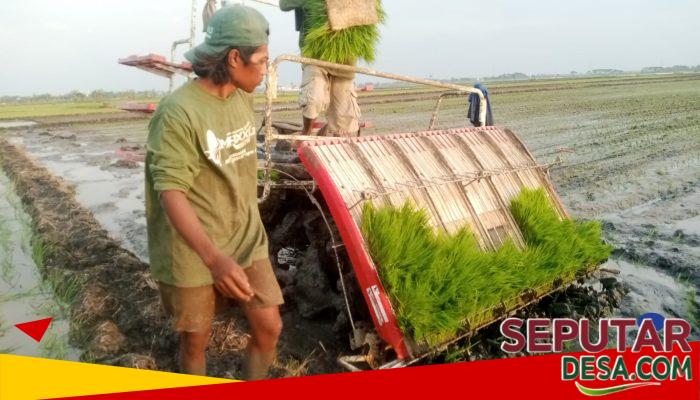 Mesin Tanam Bantu Petani Grobogan Tingkatkan Efisiensi Pertanian