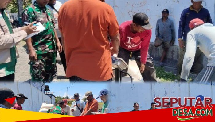 Babinsa dan Petani Bersinergi, Panen Padi di Beji Makin Berkualitas