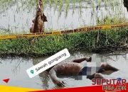 Penemuan Jenazah di Persawahan Gongseng, Polisi Pastikan Tidak Ada Tanda Kekerasan