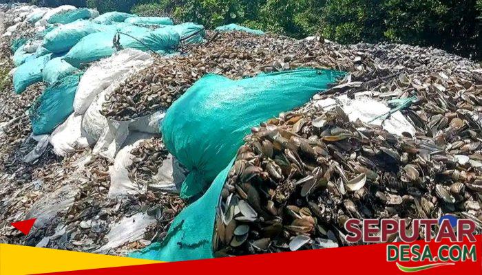 Pemkab Cirebon Siapkan Solusi Terpadu Tangani Limbah Kerang Hijau di Pesisir Mertasinga