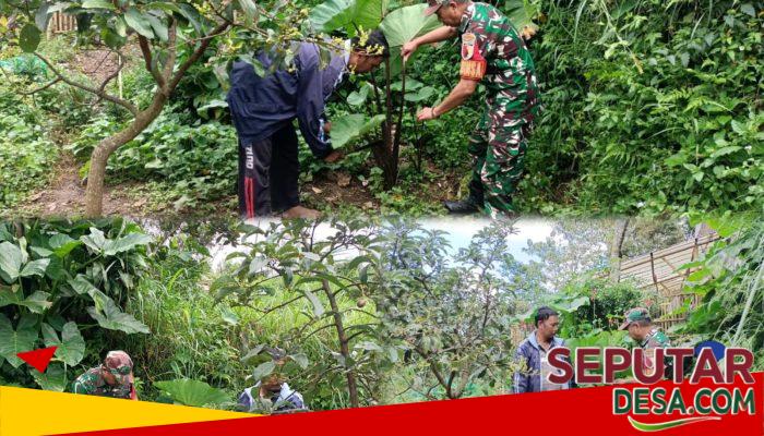 Tanam Bentul, Babinsa dan Pemuda Tutur Wujudkan Kemandirian Pangan
