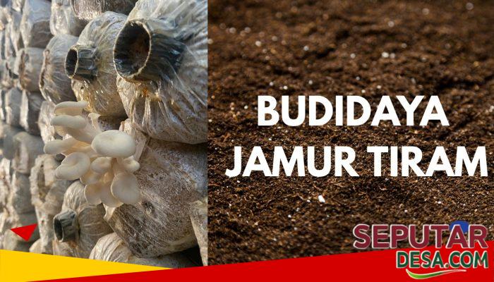 Budidaya Jamur Tiram Kian Dilirik sebagai Peluang Usaha Pangan Sehat