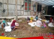Panen Raya Bawang Merah Desa Pulutan Dimulai, Petani Bersyukur Harga Jual Menguntungkan
