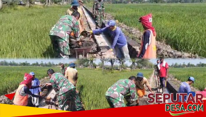 Babinsa dan Warga Slambrit Gotong Royong Bangun Saluran Irigasi Demi Kelancaran Pertanian
