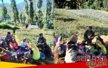 Tingkatkan Kesejahteraan Petani, Babinsa Giatkan Diversifikasi Tanaman Sayur