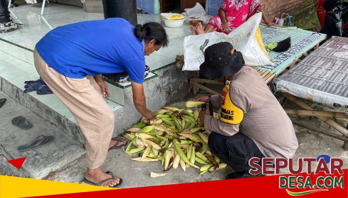 Polsek Krembung Dampingi Perawatan Jagung untuk Dukung Swasembada Pangan
