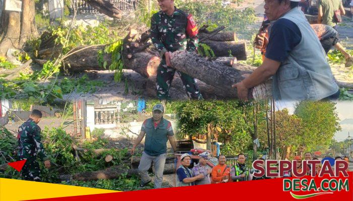 Babinsa Gempol Sigap Evakuasi Pohon Patah, Arus Lalu Lintas Gempol–Malang Kembali Lancar
