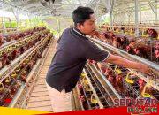 Harga Telur Anjlok, Peternak di Sumenep Keluhkan Kondisi Pasar