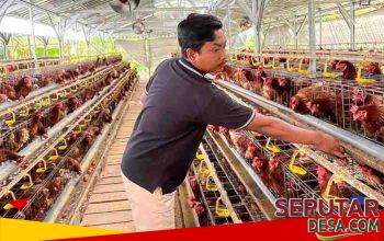 Harga Telur Anjlok, Peternak di Sumenep Keluhkan Kondisi Pasar