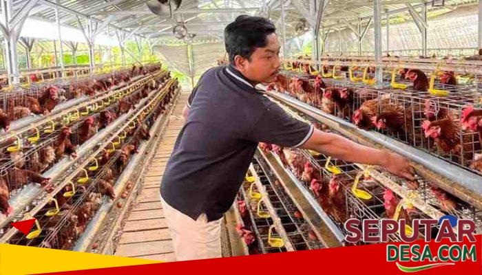 Harga Telur Anjlok, Peternak di Sumenep Keluhkan Kondisi Pasar