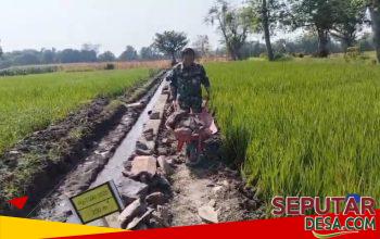 Babinsa Kraton dan Warga Gotong Royong Bangun Selokan, Dukung Kelancaran Pengairan Sawah
