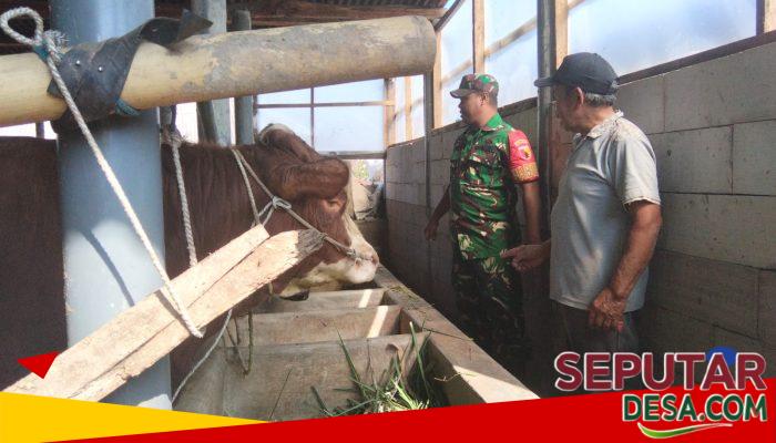 Babinsa Koramil 0819/24 Tutur Laksanakan Komsos Bersama Peternak Sapi di Desa Binaan