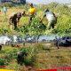 Sinergi TNI, Polri, dan Warga Warnai Kerja Bakti Massal di Lapangan Jatirejo Lekok