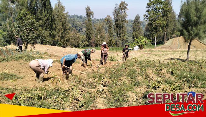 TNI Hadir untuk Petani, Babinsa Dampingi Budidaya di Musim Kemarau