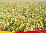 PANEN KACANG HIJAU DI DUSUN TEMPURAN, DESA JATILOR, GODONG – PETANI SENANG HASIL MELIMPAH