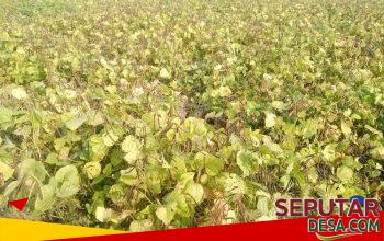 PANEN KACANG HIJAU DI DUSUN TEMPURAN, DESA JATILOR, GODONG – PETANI SENANG HASIL MELIMPAH