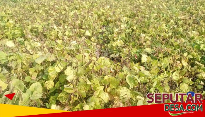 PANEN KACANG HIJAU DI DUSUN TEMPURAN, DESA JATILOR, GODONG – PETANI SENANG HASIL MELIMPAH