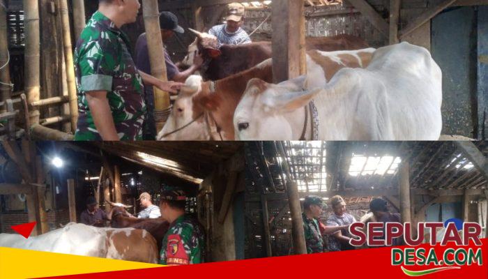 Babinsa Dorong Peternakan Sapi Potong Jadi Penggerak Ekonomi Desa Ngadirejo
