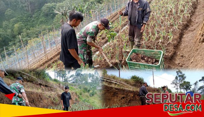 Tak Sekadar Sambangi Petani, Serka Dwi Eko Bahas Cara Rawat Tanaman agar Panen Lebih Optimal