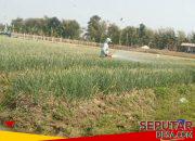 Harga Mulai Membaik, Petani Bawang Merah di Jatilor Grobogan Sambut Panen Raya dengan Optimistis